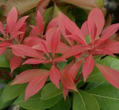 Image result for Pieris japonský debutante obrázek