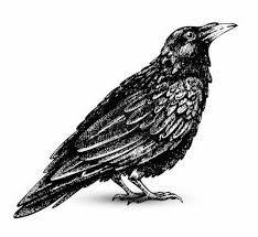 Black And White Ravens Clipart Crow Clip Art Black And White Google Search Raven Art Art Images Clip Art Vintage