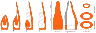 Image result for Hypolytrum goetghebeur