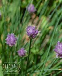 Most organic growers know the secrets that marigolds, geraniums, basil, and mint hold in repelling pests, along with the aforementioned garlic (as well as chives, ornamental and edible onions). Companion Planting With Herbs For A More Robust Garden