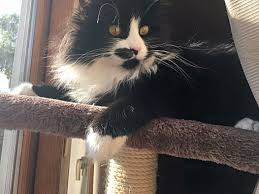 As we show our cats in nsw cfa and previously in tica these are the standards we aim for in our kittens. Cherry Hill Nj Siberian Meet Reagan A Pet For Adoption