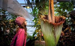 Pungent Corpse Flower At University Of Minnesota Finally Blooms Duluth News Tribune