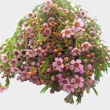 Fallon's flowers proudly serves raleigh and the surrounding areas. Wholesale Flowers Bulk Flowers Online Blooms By The Box