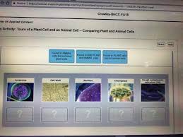 All the functions of life take place in each individual cell. Solved Crowley Bhcc Fa18 Pter 04 Applied Content Wing Key Chegg Com