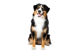 Miniature American Shepherd Dog Breed Information American Shepherd Miniature American Shepherd Shepherd Dog Breeds