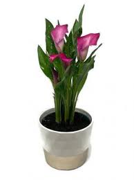 And possible with great success! Calla Lily Plant Blooming Plant In Kitchener On Camerons Flower Shop