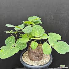 Image result for Adenia gummifera