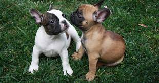 Every french bulldog male or female, like every human being, is blessed with an individual personality that makes him/her unique and special, and gender does not seem to be a significant determining factor. The Differences Between Male And Female French Bulldogs Bay Area Bulldogs