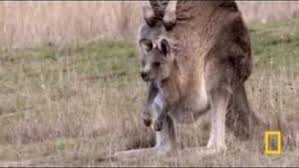 AJ Jump: Animal Jam Kangaroos! App Review