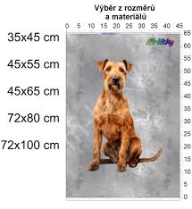 Image result for irský teriér