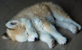 Golden Retriever Husky Mix Puppies Imgur