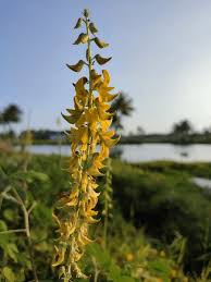 Image result for Crotalaria rhodesiae