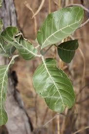 Image result for Combretum