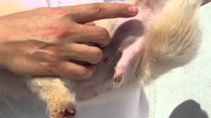 Please email me at leonsofia531@gmail.com please send an email because this might be a probalem with my dog. Testicular Tumour In A Dog Youtube