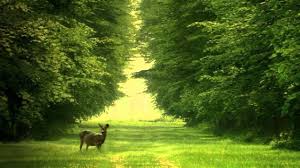 Celebrate and remember the lives we have lost in carthage, missouri. Mike Oldfield Flowers Of The Forest