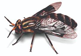 Check spelling or type a new query. What Do Deer Flies Look Like Remove Deer Flies Orkin