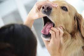 How To Make A Dog Throw Up American Kennel Club