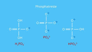 Maybe you would like to learn more about one of these? Mrna Aufbau Funktion Und Degradation Mit Video Mit Video