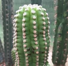 It's easy to grow and the cluster of tall, slender branches is especially handsome. Trichocereus Species