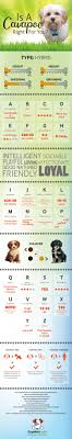 Cavapoo Dogs How Big Do Fully Grown Adults Get Infographic