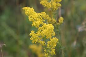 Image result for Pavetta stenosepala