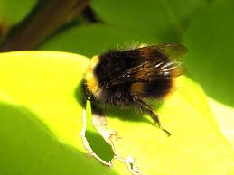 Image result for Bombus lapidarius