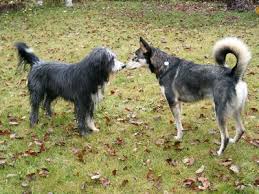 Korpersprache Und Mimik Bei Hunden Verhalten Und Erziehung Hunde Ratgeber Ratgeber Pets Nature Online Shop