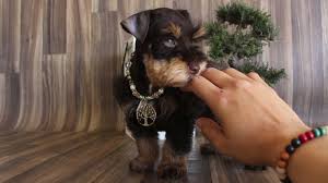 Check spelling or type a new query. Miniature Schnauzer Puppies Near Dallas Tx