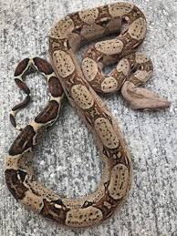 Common Boa Bci Wiki Snake Amino Amino