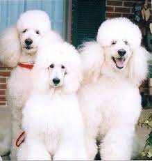 Maybe you would like to learn more about one of these? Poodles Cute Dogs Standard Poodle Poodle Puppy