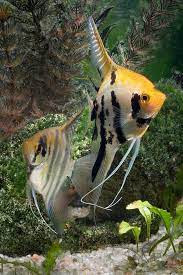 Freshwater Angelfish Species Profiles And Natural History