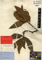 Image result for Faurea