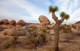 Joshua Tree Yucca Brevifolia Mojave Desert Joshua Tree National Park California C Gaston Picci Natural Wonders Joshua Tree National Park Beautiful Places