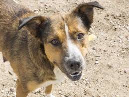 Vaccinations clinic in colorado springs, co. Dog Adoption Fairs Colorado Springs