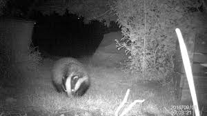 Neben dem direkt und gut zuzuordnenden. Dachs Im Garten 3 Youtube