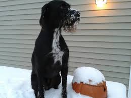 Black And White German Shorthaired Pointer Lab Mix German Wirehaired Pointer Black Lab Mix Animals Black Lab Mix Dogs German Wirehaired Pointer