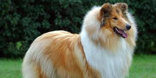 A collie or a collie dog is a dog with long hair and a long, narrow nose. Breed History Where Did Collies Come From The Dog Blog