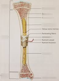This labeling is simply a drag and drop exercise that students can complete directly in google slides. Chapter 7 Fig 7 2 Structure Of A Long Bone Diagram Quizlet