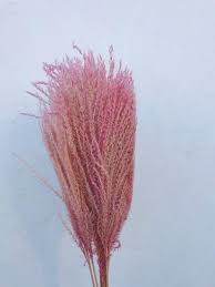 Image result for Eulalia