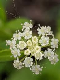 Image result for Steganotaenia