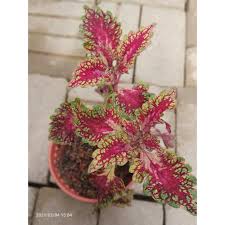 Tv wonder 650 combo usb ati tv wonder 600 usb ati tv wonder elite ati tv wonder usb. Pokok Ati Ati Rare Pokok Ati Ati Limited Edition Shopee Malaysia