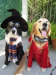 Get all the tips and tricks to make sure you and your pet are the pawf. Pin On Fancy Dress