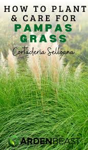 Where to order pampas grass? Complete Guide To Pampas Grass How To Plant Care For Cortaderia Selloana Pampas Grass Landscape Pampas Grass Seed Pampas Grass