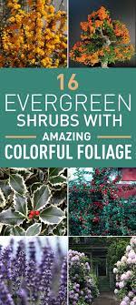 Pin By Tee Reinmann On Yard Year Round Color Evergreen Shrubs Evergreen Plants Evergreen Flowers