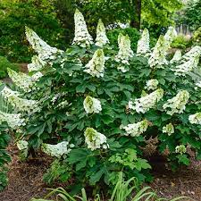 Maybe you would like to learn more about one of these? Ruby Slippers Dwarf Oakleaf Hydrangea At Spring Hill Nurseries