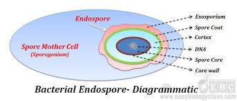 Structure Of Endospore Biology Class Biology Art Biology