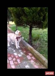 Kopek Sahiplendirme Goruntuler Ile Kopek Kedi