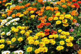 Free for commercial use no attribution required high quality images. Mittagsgold Gazanie Gazania Pflege Vermehrung Majas Pflanzenwelt