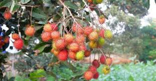 Fruit trees are perennial plants that typically live for at least a couple of decades and, in some cases, close to a century. 10 Fruit Bearing Trees For Your Home Garden Fruit Bearing Trees Trees