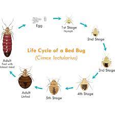 How To Get Rid Of Bed Bugs A Diy Guide Bed Bugs Rid Of Bed Bugs Bed Bugs Treatment
